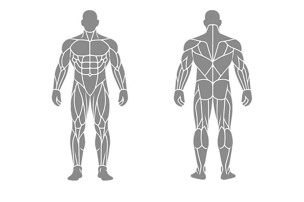 Front and back anatomy map with the selected muscle highlighted